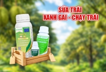 GIẢI PHÁP SỬA TRÁI SẦU RIÊNG 