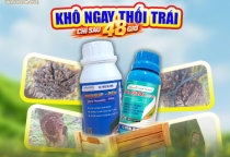 GIẢI PHÁP QUẢN LÝ THỐI TRÁI SẦU RIÊNG 