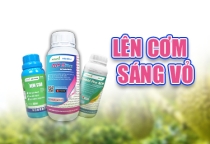 GIẢI PHÁP LÊN CƠM - SÁNG VỎ SẦU RIÊNG 