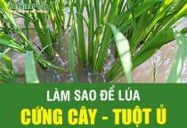 LÀM SAO ĐỂ LÚA CỨNG CÂY - TUỘT Ủ 