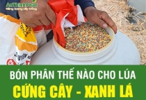 BÓN PHÂN NHƯ THẾ NÀO ĐỂ LÚA CỨNG CÂY - XANH LÁ 