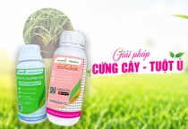 GIẢI PHÁP CỨNG CÂY - TUỘT Ủ 
