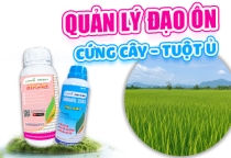 QUẢN LÝ ĐẠO ÔN - CỨNG CÂY - TUỘT Ủ 