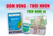 QUẢN LÝ ĐỐM VÒNG - THỐI NHŨN HÀNH  