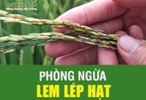 NGỪA LEM LÉP HẠT GIAI ĐOẠN LÚA TRỔ GẶP MƯA