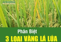 PHÂN BIỆT 3 LOẠI VÀNG LÁ LÚA 