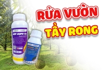 GIẢI PHÁP RỬA VƯỜN - TẨY RONG TRÊN SẦU RIÊNG 