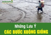 CÁC BƯỚC XUỐNG GIỐNG TRONG TIẾT NÓNG VỤ HÈ THU 2026