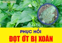 PHỤC HỒI ĐỌT ỚT BỊ XOĂN DO BỌ TRĨ 