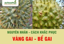 VÀNG GAI, BỂ GAI SẦU RIÊNG - NGUYÊN NHÂN VÀ CÁCH KHẮC PHỤC 