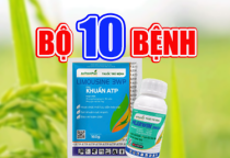 BỘ 10 BỆNH - ĐẶC TRỊ NẤM - VI KHUẨN TRÊN LÚA 