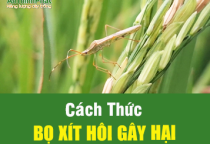 BỌ XÍT HÔI GÂY HẠI NHƯ THẾ NÀO?