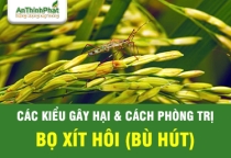 Bọ xít hôi gây hại lúa và cách phòng trừ hiệu quả nhất 