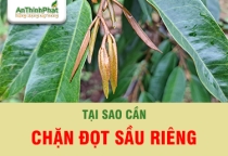TẠI SAO CẦN CHẶN ĐỌT SẦU RIÊNG 