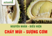 SƯỢNG CƠM TRÁI SẦU RIÊNG DO NGUYÊN NHÂN GÌ - PHÒNG TRỪ THẾ NÀO?