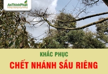 KHẮC PHỤC CHẾT NHÁNH SẦU RIÊNG NHƯ THẾ NÀO? 