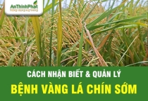 BỆNH VÀNG LÁ CHÍN SỚM - CÁCH NHẬN BIẾT VÀ GIẢI PHÁP PHÒNG TRỪ  