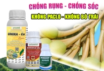 GIẢI PHÁP CHỐNG RỤNG - CHỐNG SỐC SẦU RIÊNG 