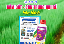 QUẢN LÝ NẤM ĐẤT - CÔN TRÙNG HẠI RỄ TRÊN HÀNH 