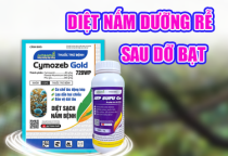 GIẢI PHÁP DIỆT NẤM - DƯỠNG RỄ SAU DỞ BẠT 