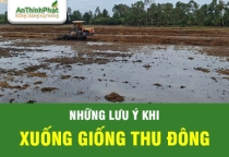 LƯU Ý  XUỐNG GIỐNG VỤ THU ĐÔNG 