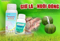 GIẢI PHÁP GIỮ LÁ - NUÔI ĐÒNG 