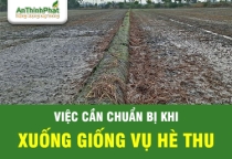XUỐNG GIỐNG TRONG ĐIỀU KIỆN NẮNG NÓNG CẦN CHUẨN BỊ NHỮNG GÌ?