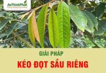 Kéo Đọt Sầu Riêng - Bung Đọt Hiệu Quả - Sầu Riêng Say Trái 