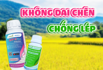 GIẢI PHÁP CHỐNG DAI - CHỐNG LÉP TRÊN LÚA 
