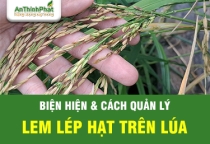 Lem Lép Hạt - Biểu Hiện Và Giải Pháp Quản Lý