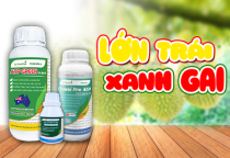 GIẢI PHÁP LỚN TRÁI - XANH GAI SẦU RIÊNG 