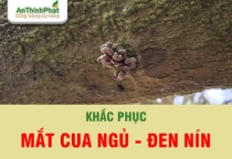 Cách Khắc Phục Mắt Cua Bị Đen, Ngủ, Không Thoát Trên Sầu Riêng 