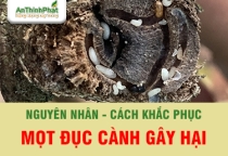 MỌT ĐỤC CÀNH SẦU RIÊNG - BIỂU HIỆN VÀ GIẢI PHÁP QUẢN LÝ HIỆU QUẢ 