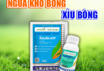 QUẢN LÝ KHÔ BÔNG - XỈU BÔNG SẦU RIÊNG 