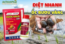 DIỆT NHANH ỐC BƯƠU VÀNG 