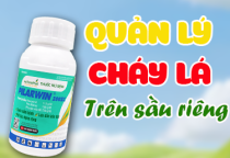 QUẢN LÝ CHÁY LÁ SẦU RIÊNG 