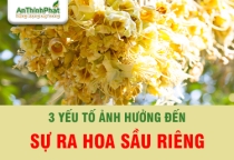 CÁC YẾU TỐ ẢNH HƯỞNG ĐẾN SỰ RA HOA SẦU RIÊNG 