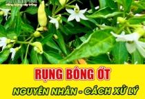 RỤNG BÔNG ỚT - NGUYÊN NHÂN VÀ CÁCH XỬ LÝ 