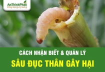 NHỮNG THÔNG TIN MỚI VỀ SÂU ĐỤC THÂN VÀ CÁCH QUẢN LÝ