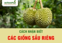 CÁC GIỐNG SẦU RIÊNG VIỆT NAM VÀ CÁCH NHẬN BIẾT 