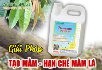GIẢI PHÁP TẠO MẦM SẦU RIÊNG - HẠN CHẾ MẦM LÁ 