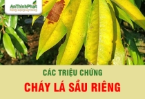 PHÂN BIỆT TRIỆU CHỨNG CHÁY LÁ SẦU RIÊNG - GIẢI PHÁP PHÒNG TRỊ HIỆU QUẢ