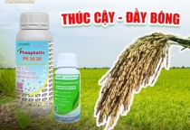 GIẢI PHÁP THÚC CẬY - ĐẦY BÔNG 