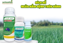 KÍCH RỄ - NGỪA NẤM BỆNH TRÊN HÀNH 