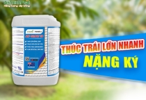 THÚC TRÁI LỚN NHANH - NẶNG LÝ 