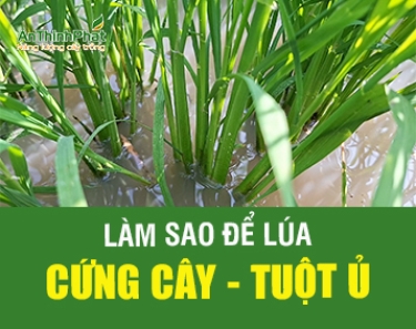 LÀM SAO ĐỂ LÚA CỨNG CÂY - TUỘT Ủ 