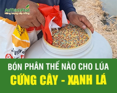 BÓN PHÂN NHƯ THẾ NÀO ĐỂ LÚA CỨNG CÂY - XANH LÁ 