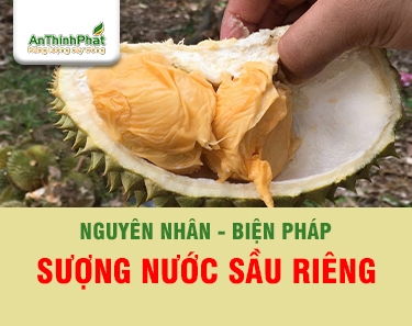 SẦU RIÊNG BỊ SƯỢNG NƯỚC - NHÀ VƯỜN CẦN LÀM GÌ 