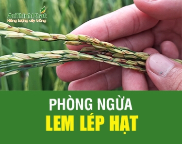 NGỪA LEM LÉP HẠT GIAI ĐOẠN LÚA TRỔ GẶP MƯA