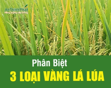 PHÂN BIỆT 3 LOẠI VÀNG LÁ LÚA 